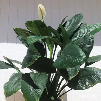 Peace Lily Mojo (Spathiphyllum)