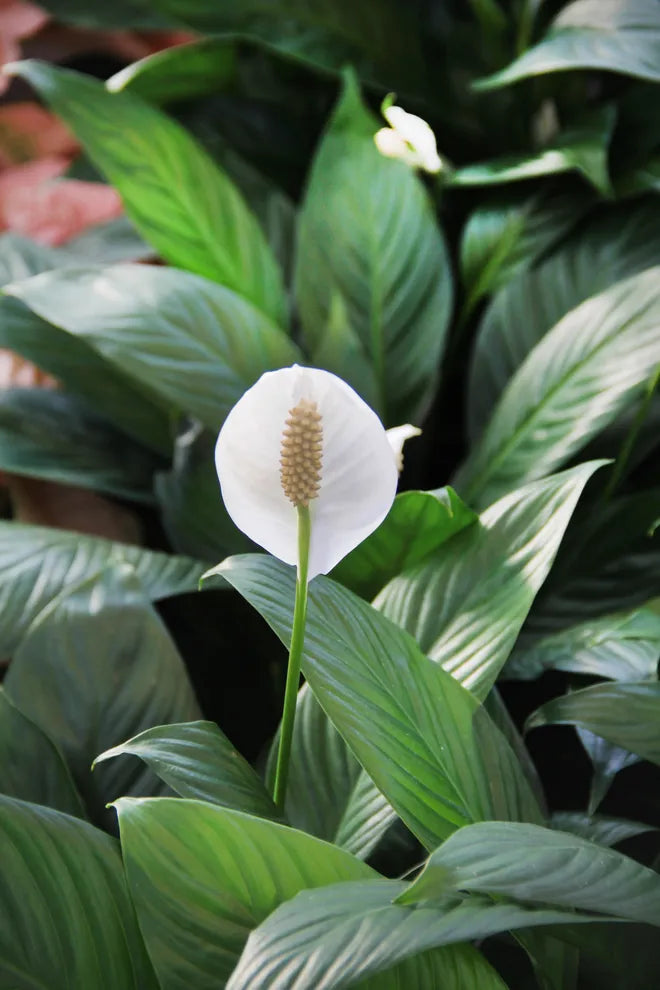 Peace Lily Mojo (Spathiphyllum)