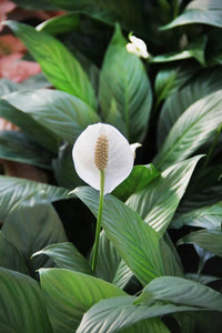 Peace Lily Mojo (Spathiphyllum) - Ladybird Nursery
