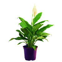 Peace Lily Mojo (Spathiphyllum)