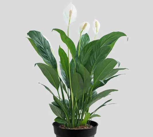 Peace Lily Mojo (Spathiphyllum)