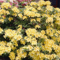 Azalea Mollis - Ladybird Nursery