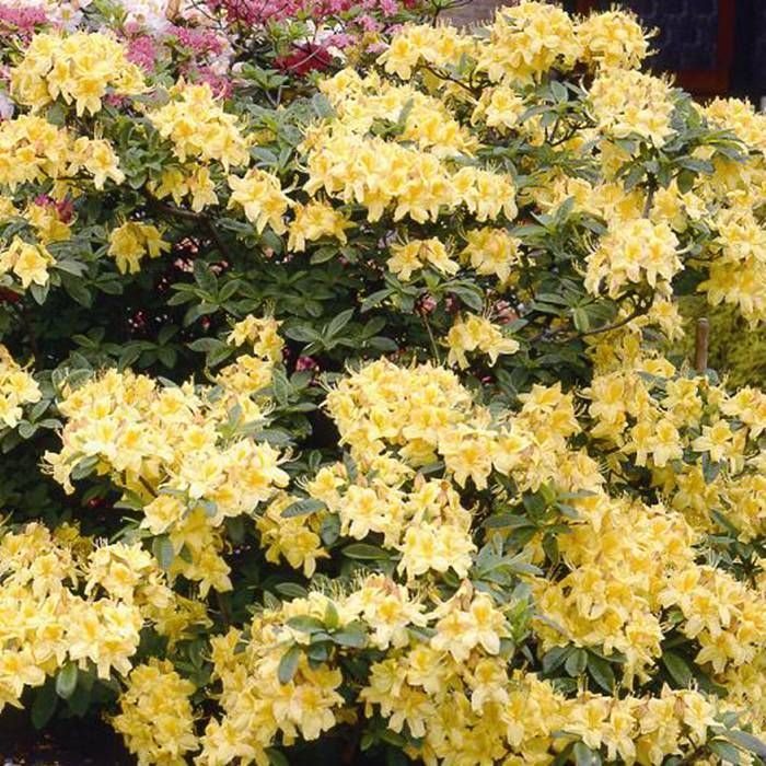 Azalea Mollis - Ladybird Nursery