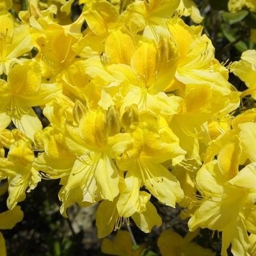 Azalea Mollis - Ladybird Nursery