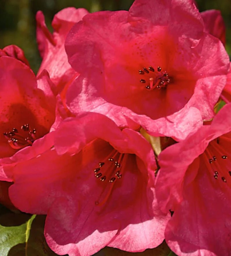 Azalea Molly Anne - Ladybird Nursery