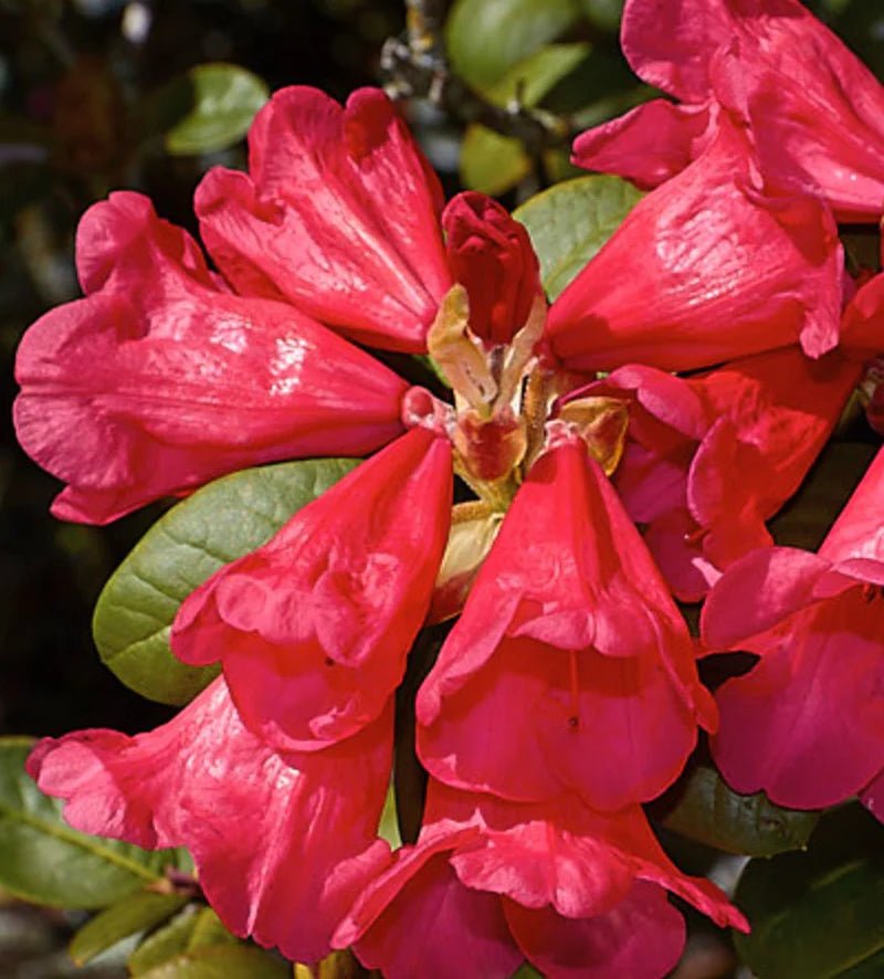 Azalea Molly Anne - Ladybird Nursery