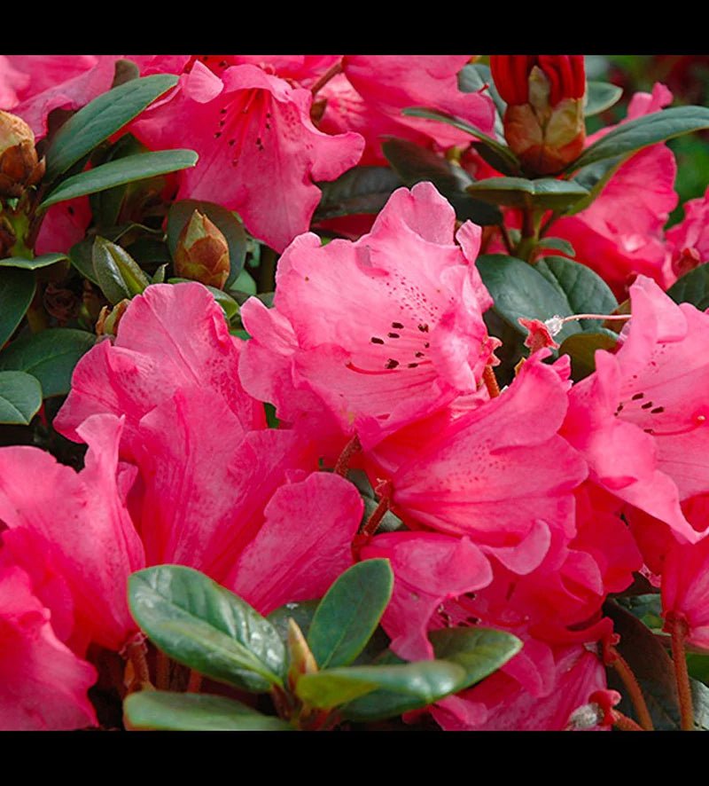 Azalea Molly Anne - Ladybird Nursery