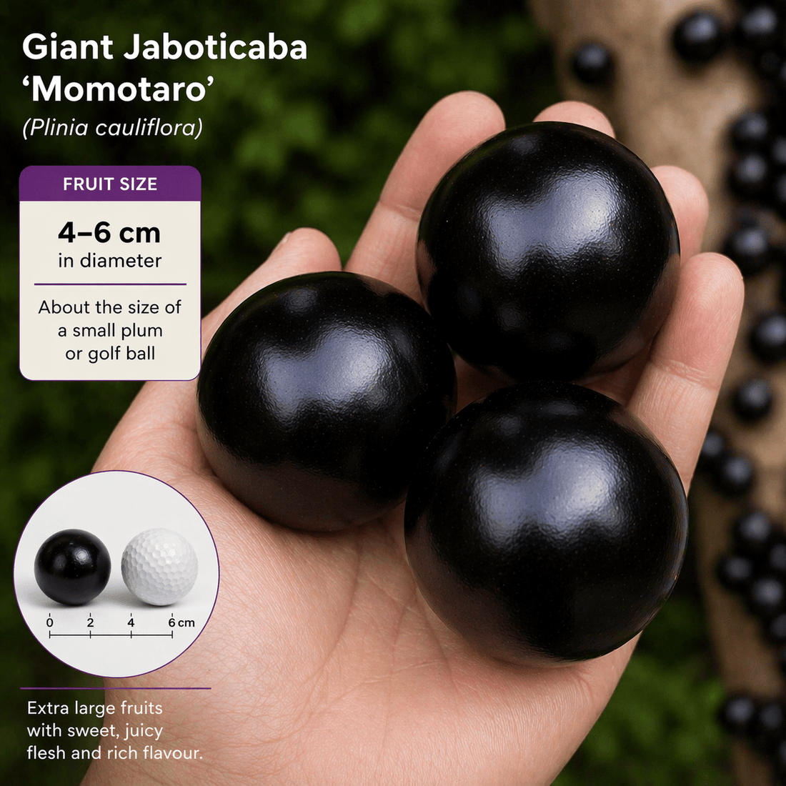 Jaboticaba Giant 'Momotaro' - Ladybird Nursery