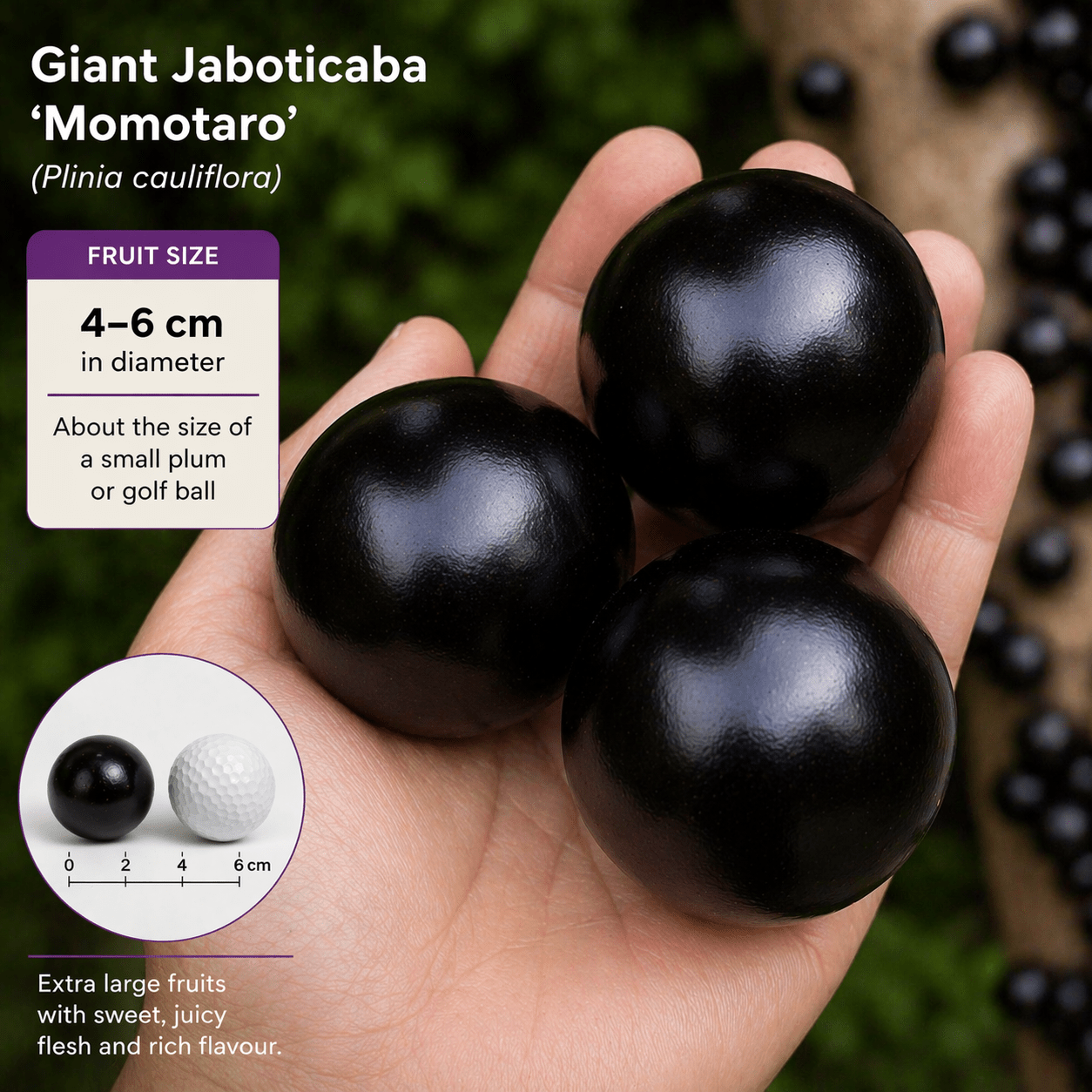Jaboticaba Giant 'Momotaro' - Ladybird Nursery