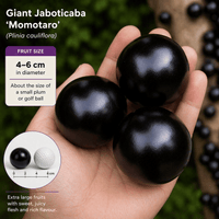 Jaboticaba Giant 'Momotaro' - Ladybird Nursery