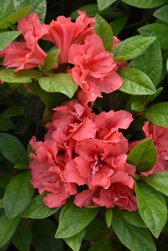 Azalea ENCORE AUTUMN MONARCH™