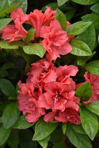 Azalea ENCORE AUTUMN MONARCH™