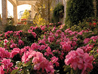 Azalea ENCORE AUTUMN MONARCH™