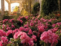 Azalea ENCORE AUTUMN MONARCH™ - Ladybird Nursery