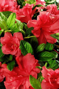 Azalea ENCORE AUTUMN MONARCH™