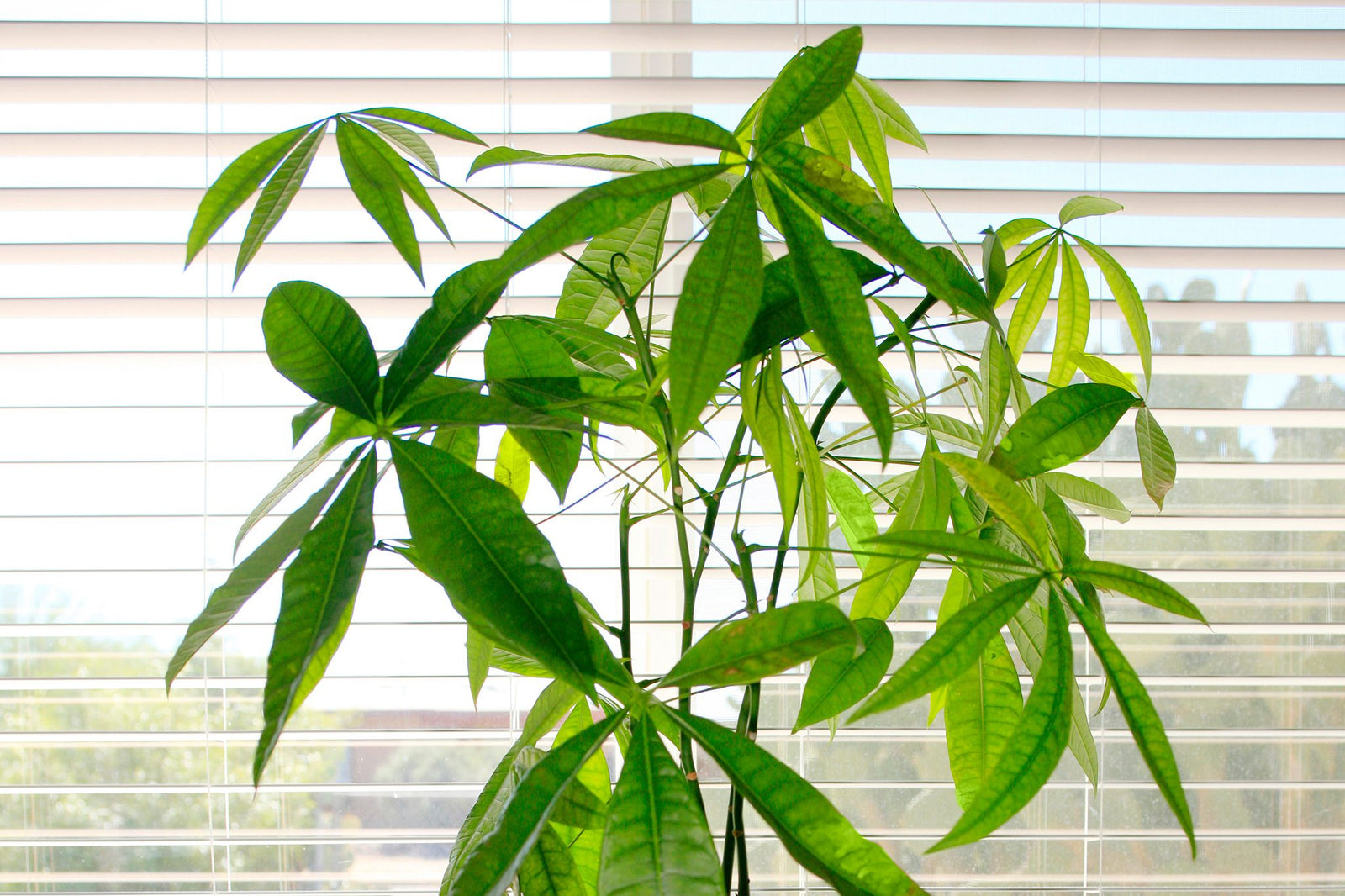 Money Tree (Pachira aquatica) - Ladybird Nursery