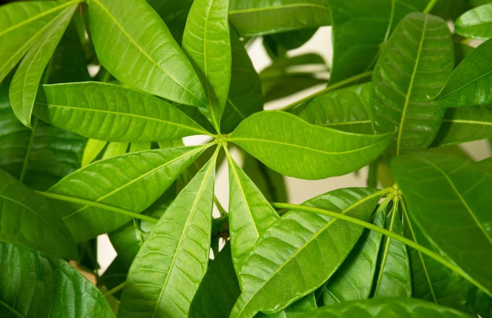 Money Tree (Pachira aquatica) - Ladybird Nursery
