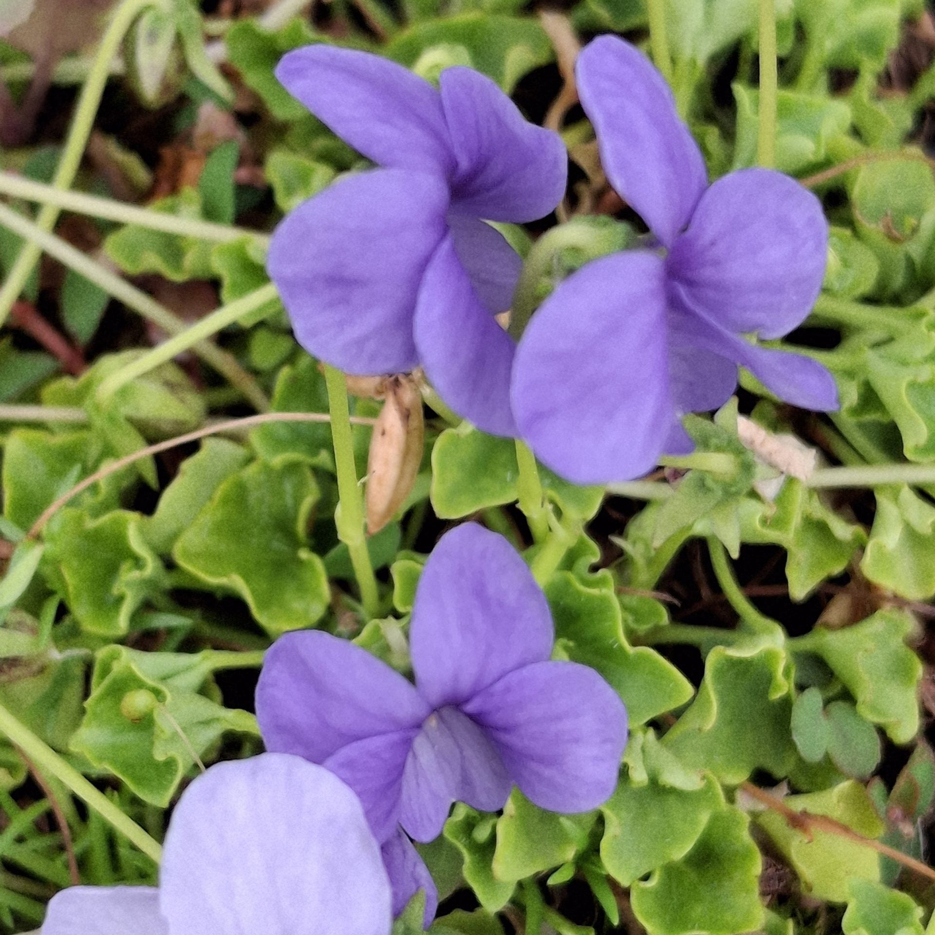 Monga Magic (Viola hederacea) - Ladybird Nursery