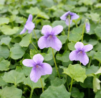 Monga Magic (Viola hederacea) - Ladybird Nursery