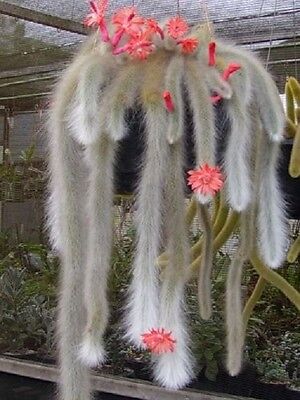 Monkey Tail Cactus