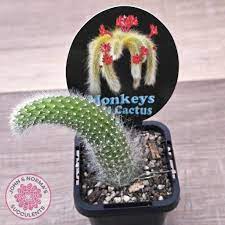 Monkey Tail Cactus
