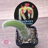 Monkey Tail Cactus