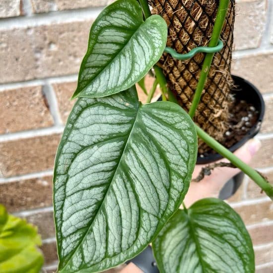 Swiss Cheese Plant El Salvador (Monstera siltepecana) - Ladybird Nursery