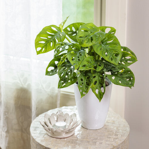 Swiss Cheese Plant (Monstera deliciosa)