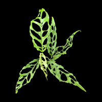 Monstera 'Peru' (Monstera Obliqua Peru Form) - Ladybird Nursery