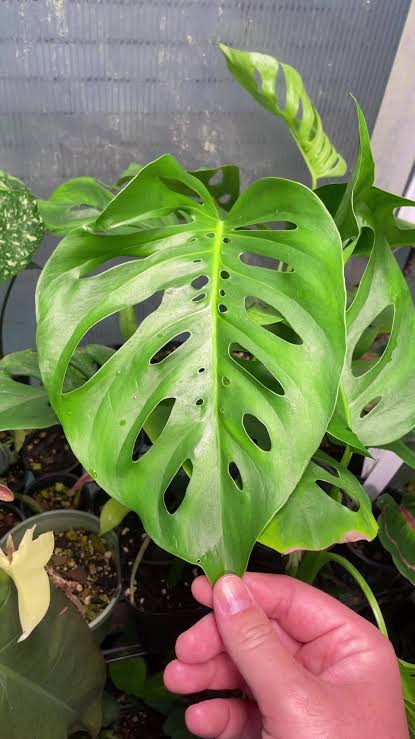 Monstera 'Uno' (Monstera Hybrid) - Ladybird Nursery