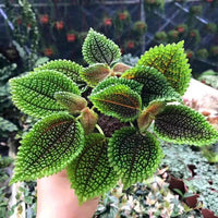 Pilea Moon Valley (Pilea mollis) - Ladybird Nursery