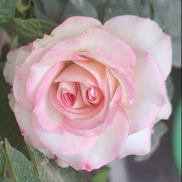 Rose 'Moonstone' (Hybrid Tea Rose) - Large - Ladybird Nursery
