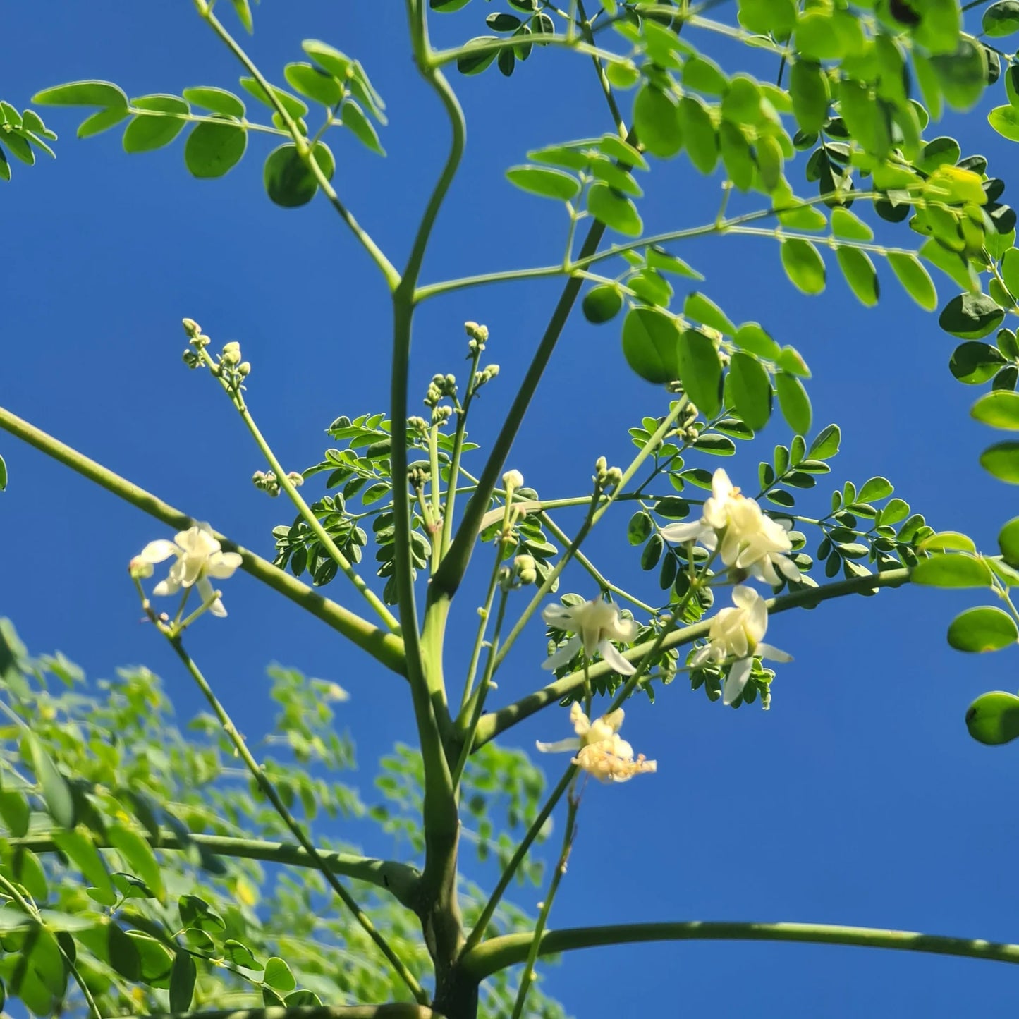 Drumstick Tree (Moringa oleifera) 200mm pot