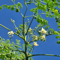 Drumstick Tree (Moringa oleifera) 200mm pot