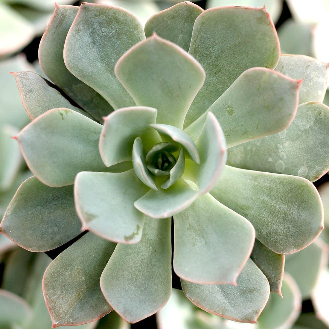 Hens and Chicks Beauty (Echeveria Morning) - Ladybird Nursery