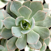 Hens and Chicks Beauty (Echeveria Morning)