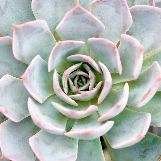 Hens and Chicks Beauty (Echeveria Morning) - Ladybird Nursery
