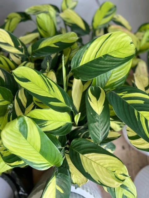 Ctenanthe Golden Mosaic (Ctenanthe pilosa)