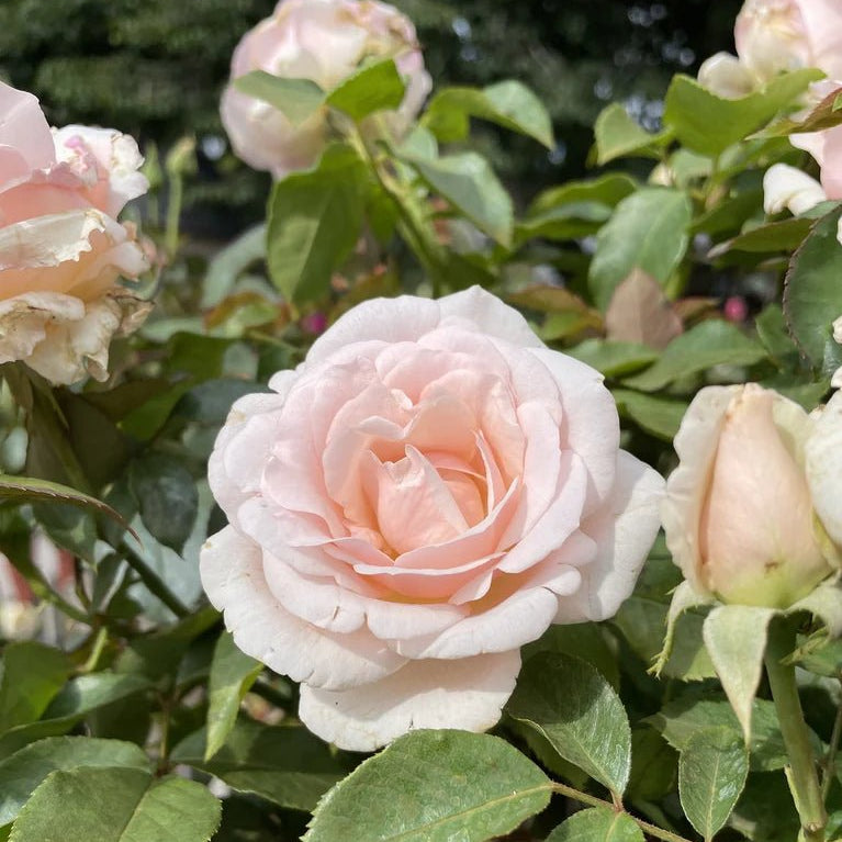 Rose 'Mothers Love' (Bareroot) - Ladybird Nursery