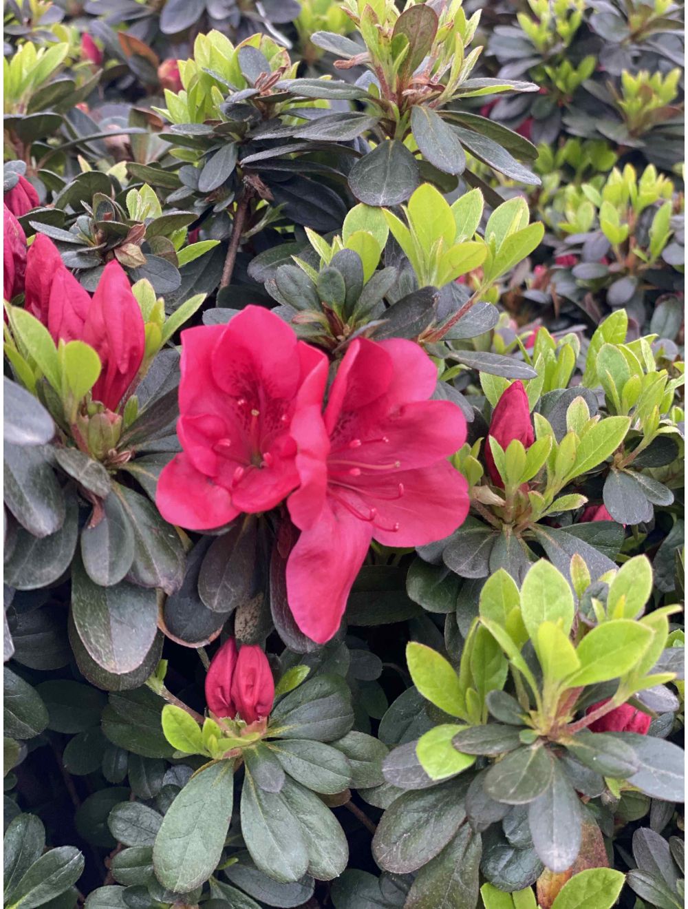 Azalea Mothers Day - Ladybird Nursery