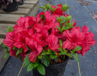 Azalea Mothers Day - Ladybird Nursery