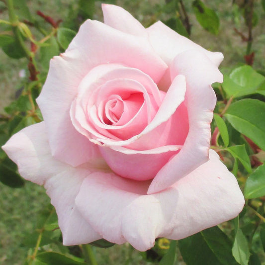 Rose 'Mothers Love' (Bareroot) - Ladybird Nursery