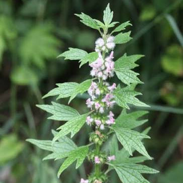 Motherwort (Leonurus cardiaca)