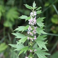 Motherwort (Leonurus cardiaca)
