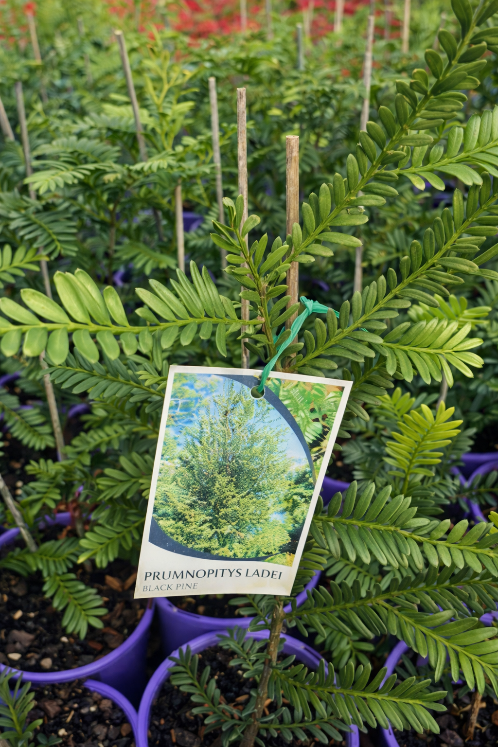 Mount Spurgeon Black Pine (Prumnopitys ladei) - Ladybird Nursery