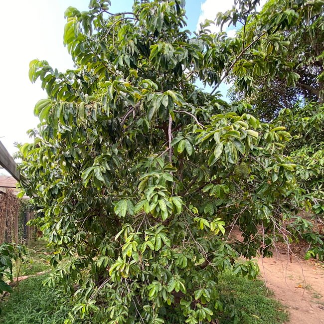 Mountain Soursop - Ladybird Nursery