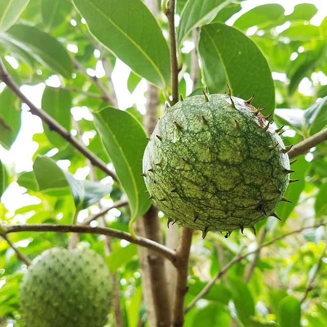 Mountain Soursop - Ladybird Nursery