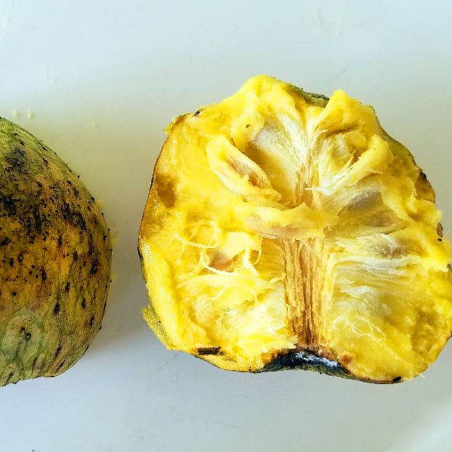 Mountain Soursop - Ladybird Nursery