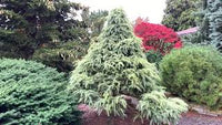 Deodar Cedar White Imp (Cedrus deodara)