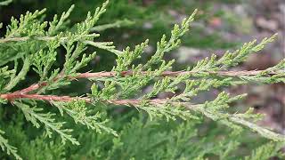 Eastern Red Cedar Silver Spreader (Juniperus virginiana)
